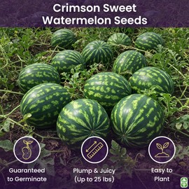 Crimson Sweet Heirloom Watermelon Seeds - Not Ripe Fruit but Seeds to Produce That Fruit!