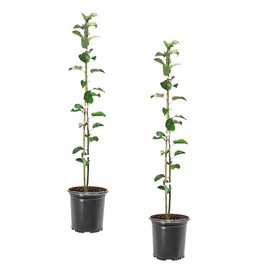 Winesap Apple Trees, Late-Season Harvest, Deciduous, Large Bright Red Fruit, 1 gal Nursery Pot, 2-3 ft. Tree Height (Due to Agricultural Laws, we Cannot Ship to CA, AZ, AK, or HI), 2 Trees