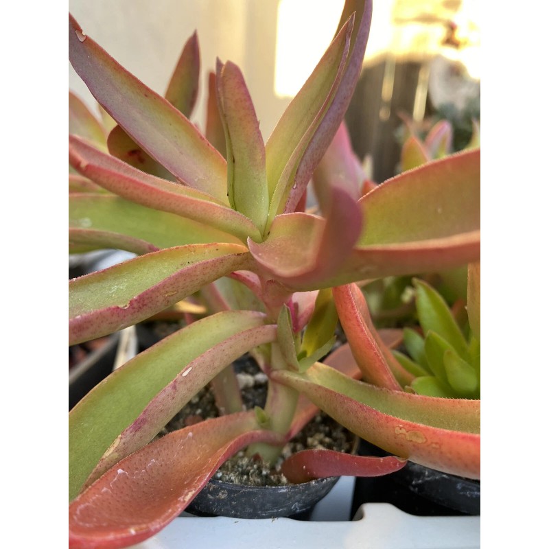 Jade RARE 2 STUNNING Crassula Capitella 'Campfire' with roots- Jade