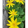 Arnica Plant - 2 Pack - Live - 3” Pot