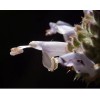 Home-Growth Black Sage/ Salvia Mellifera 100 Seeds - USA