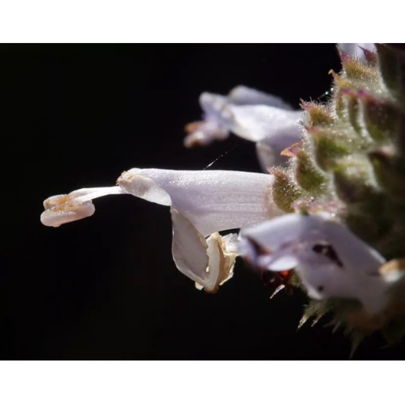 Home-Growth Black Sage/ Salvia Mellifera 100 Seeds - USA