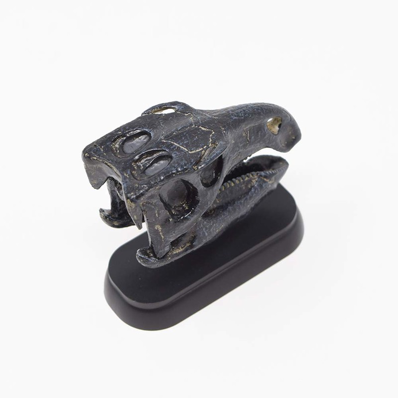73511 Dinosaur hukuisaurusu Skull Mini Model (FDW – 511)