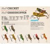 Rebel Señuelos Crickhopper Señuelo de Pesca (1 1/2 Pulgadas, Saltamontes