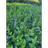 VINCA Major Periwinkle Live Plants Evergreen Ground Cover 6"+ Rooted