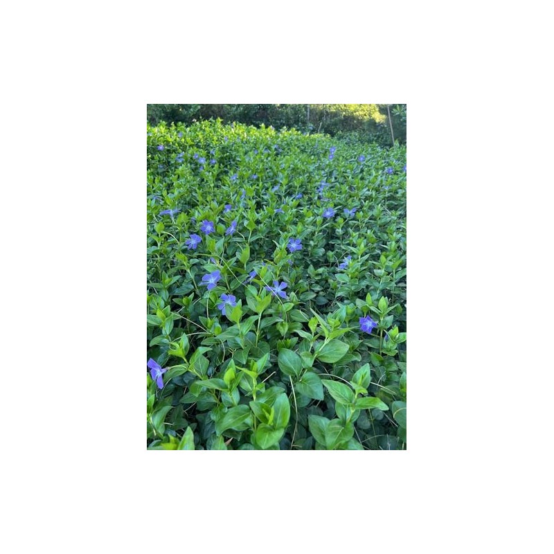 VINCA Major Periwinkle Live Plants Evergreen Ground Cover 6"+ Rooted