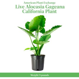 American Plant Exchange Alocasia California, Elephant Ear, Large 10-Inch Pot, Easy to Care, Large Indoor Houseplant, Tall Live Plant for Home and Office
