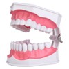 Dental Teaching Teeth Model with Toothbrush Children Education Teeth Brushing