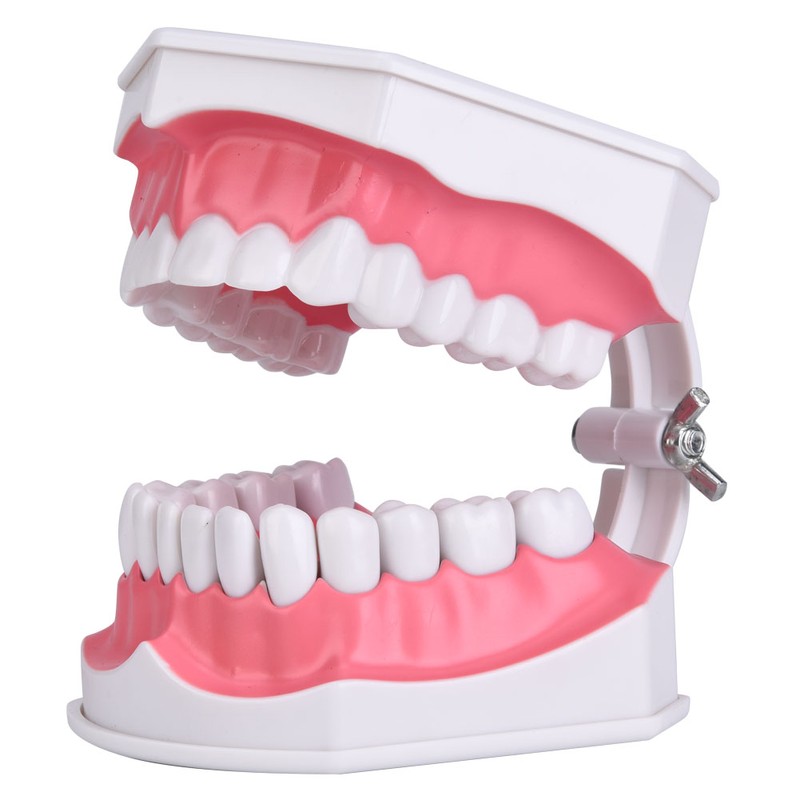Dental Teaching Teeth Model with Toothbrush Children Education Teeth Brushing