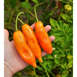 Sunshine Seeds Peruvian Aji Orange Pepper seeds (15) / ORGANIC / FLORIDA GROWN / RARE
