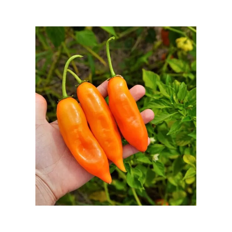 Sunshine Seeds Peruvian Aji Orange Pepper seeds (15) / ORGANIC