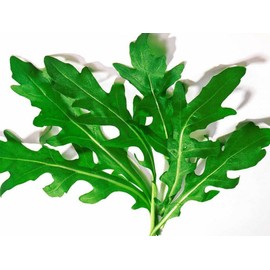 RAISE ME UP: Seeds Astro Arugula for Salad Non GMO Heirloom