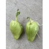 2 Sprouted Chayote Squash Mirliton Live Plant Ready To Plant