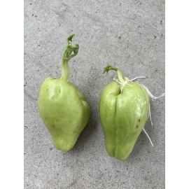 2 Sprouted Chayote Squash Mirliton Live Plant Ready To Plant