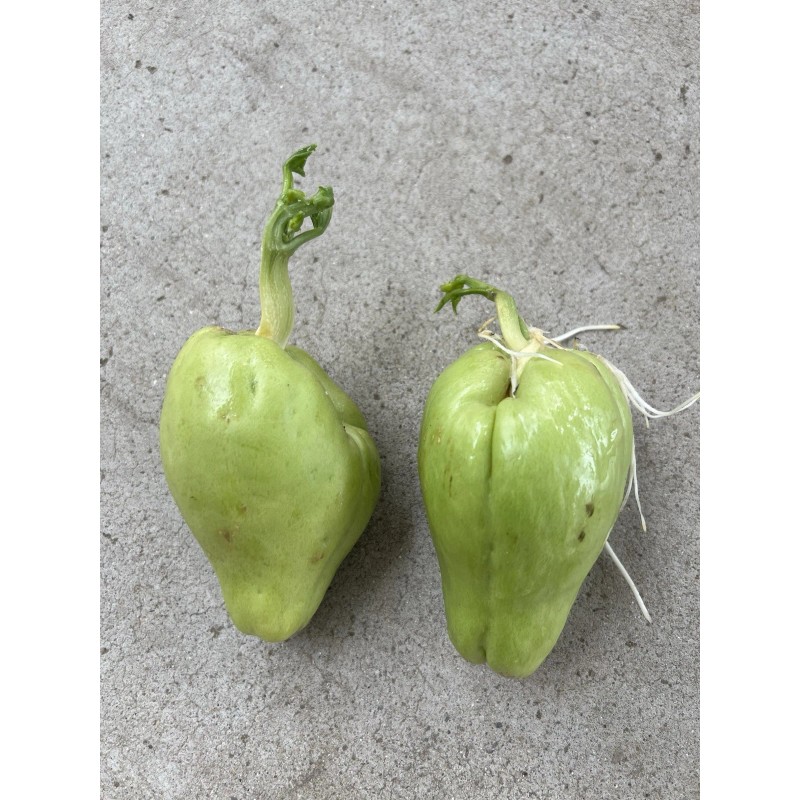 2 Sprouted Chayote Squash Mirliton Live Plant Ready To Plant