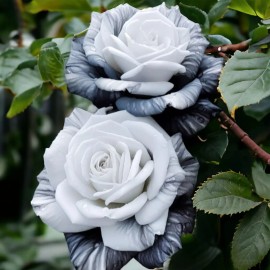 JQBay 20pcs Rare Ink Rose Seeds - Non-GMO Heirloom Variety for Your Garden