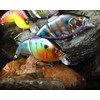 5 Pack Glide Bait Set for Bass Topwater Fishing Lures