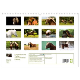 Faszination und Vielfalt - Schwarzwälder Kaltblut (Wandkalender 2026 DIN A3 quer), CALVENDO Monatskalender: Kraftvoll, elegant, manchmal verspielt und ... Pferd durch das Jahr (CALVENDO Tiere)