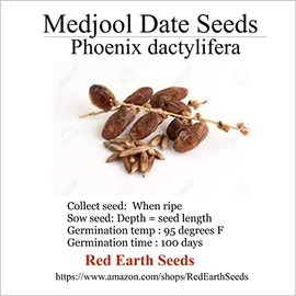 Medjool Date Seeds - 5 - Phoenix dactylifera (Organically Grown)