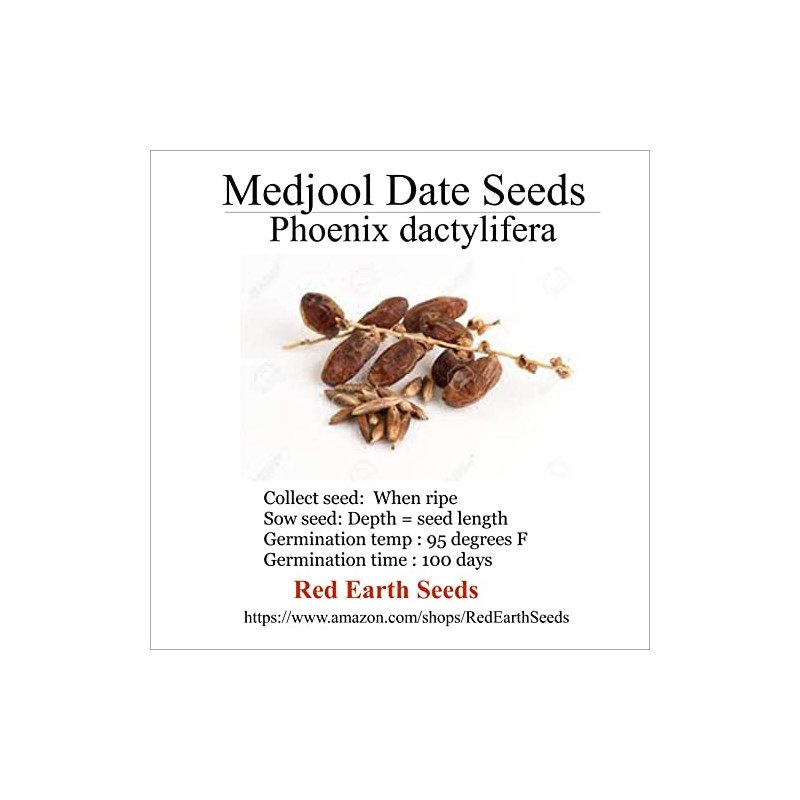 Medjool Date Seeds - 5 - Phoenix dactylifera (Organically Grown)