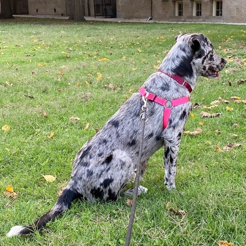 PUPTECK No Pull Dog Harness Adjustable Basic Nylon Step in