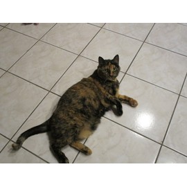 SMASHBOX / BECCA ~ PERFECCIONADOR DE PIEL BRILLANTE PRENSADO ~ CHAMPAGNE POP ~ 0,24 OZ