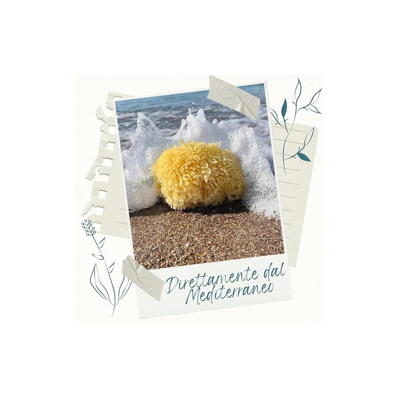Natürlicher mediterraner Schwamm für den Körper, nicht synthetisch (16-18 cm
