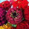 TomorrowSeeds - Meteor Burgundy Zinnia Seeds - 900+ Count -