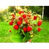 Sweet Wild Strawberry Seeds for Planting Fragaria Vesca Fraisier des