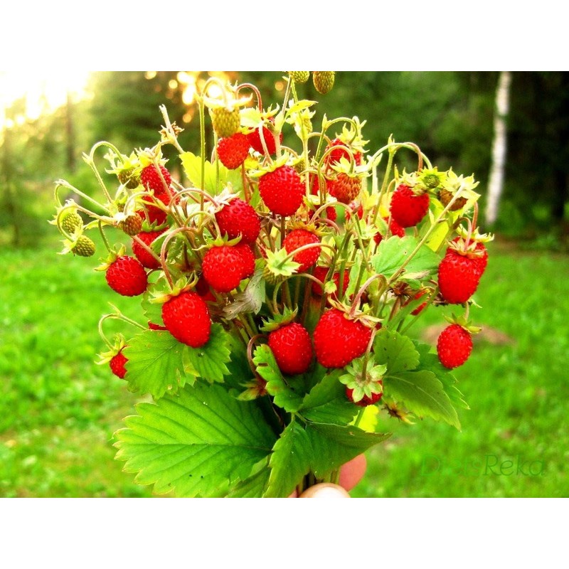 Sweet Wild Strawberry Seeds for Planting Fragaria Vesca Fraisier des