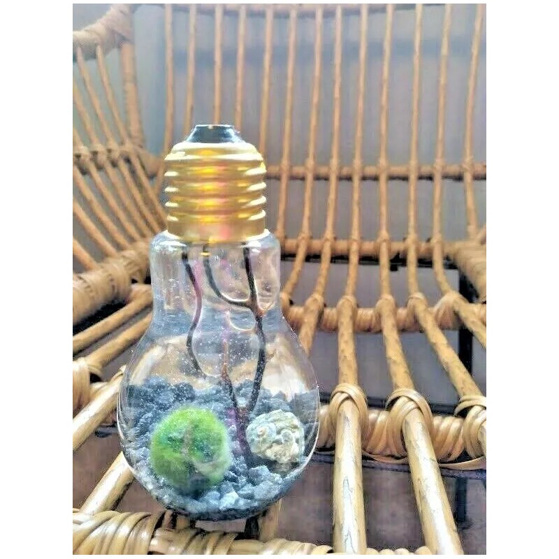 Miniature Marimo Moss Ball Terrarium
