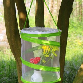 Insekt und Schmetterling Habitat Käfig Tragbar Faltbar Schmetterlingslebensraum Zusammenklappbar Insekten Netzkäfig für Insekten Schmetterlinge Beobachtung (30 x 35 cm, Grün)