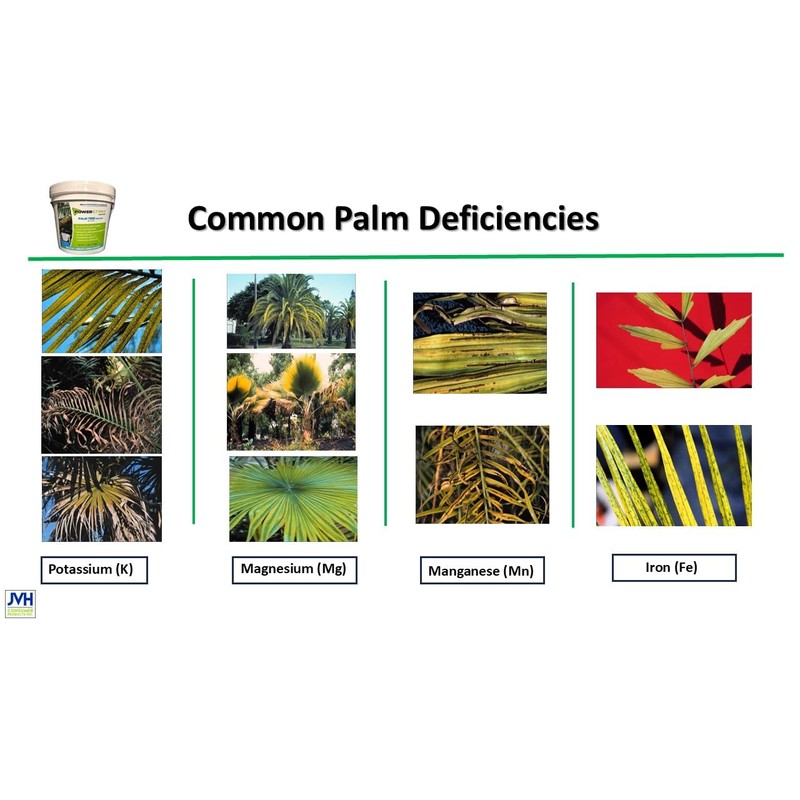 Power Strike Palm Tree Fertilizer. 7 LB Pail with Free