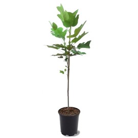 American Plant Exchange Tulip Poplar Tree, 1 Gallon Pot, 2-3ft Tall, Live Outdoor Landscape Garden Plant, Large, Yellow Flowering Blooms, Easy to Care, Fast Growing