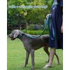 Kaka Mall Adjustable, Breathable, Reflective Nylon Dog Collar