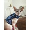 Mynwood Cat Jacket/Harness Blue Combat Kitten up to 8month