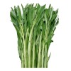 Seed-Top 100+ Seed Water Spinach White for Yard & Garden