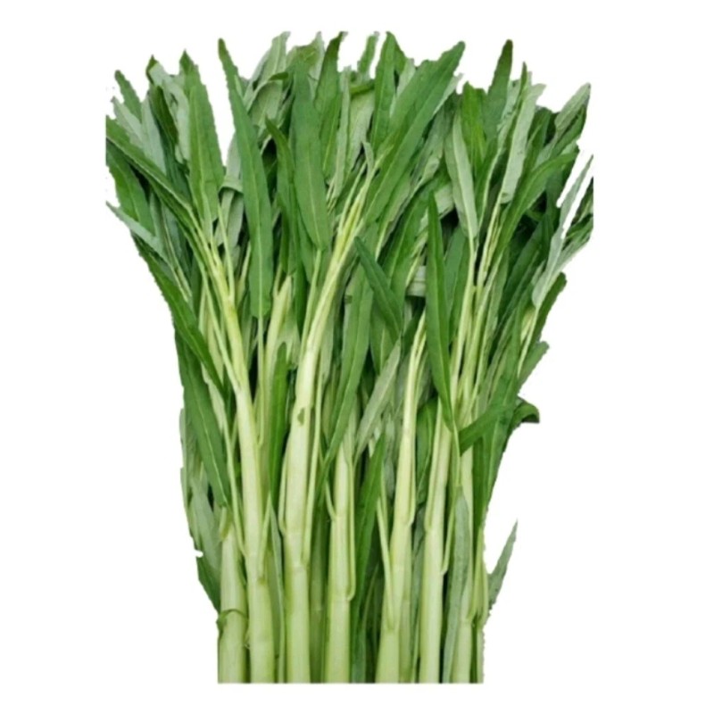 Seed-Top 100+ Seed Water Spinach White for Yard & Garden