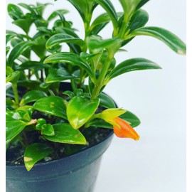 Goldfish Plant, adoarable live indoor plant, 4 inch pot - Hopewind Plants Shop