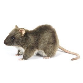 Rat Plush Soft Toy by Hansa 7236 19cm