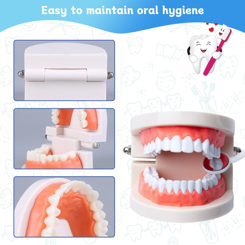Standard Dental Study Model - Adult Simulation Teeth Model Display,