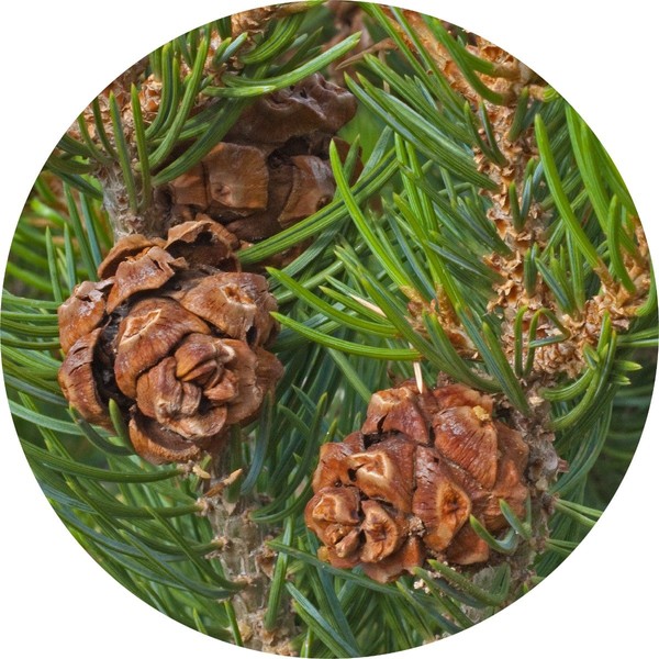 Living Libations Pine Cone, Piñon Essential Oil, 5ml