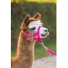 Kerbl Alpaca Headcollar Adjustable 20 mm Polypropylene Pink