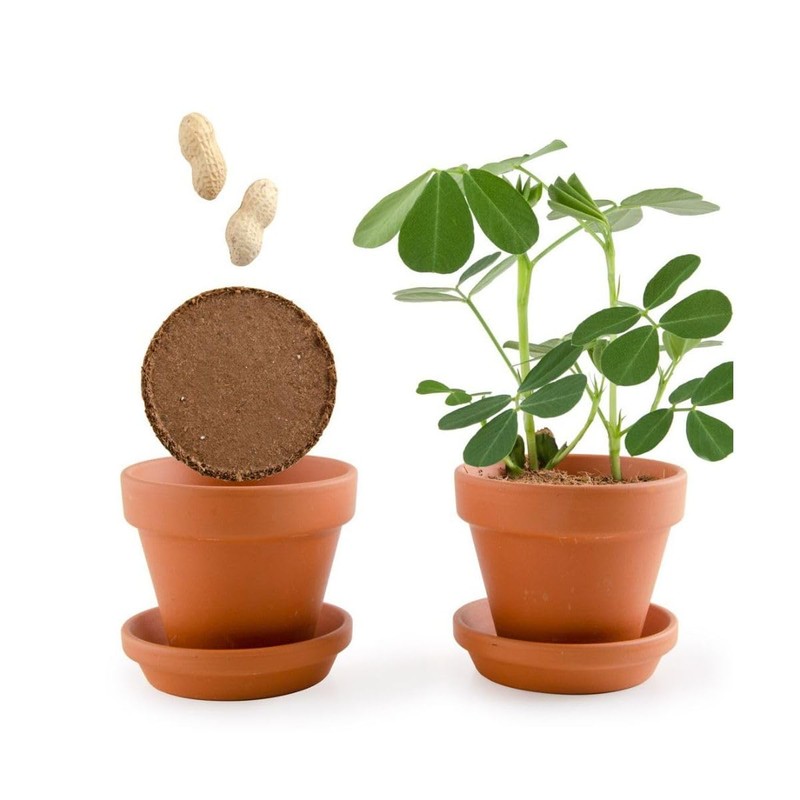 Radis Et Capucine Monkey Nut in Grow Kit for Kids