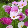 Rare Blush Pink Cosmos Seeds for Planting Outdoors 300 Seeds