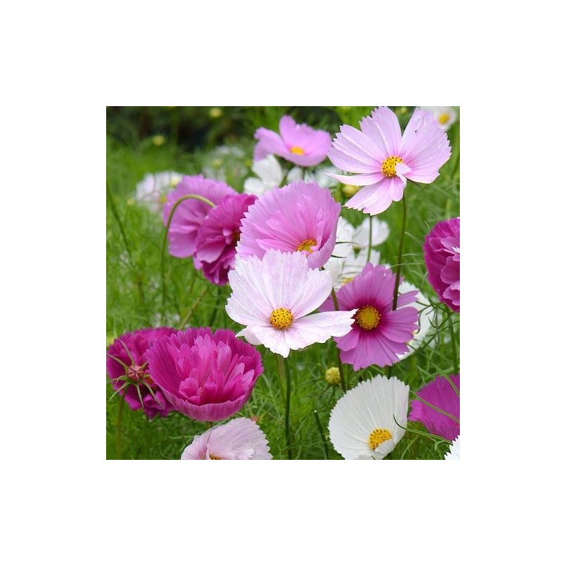 Rare Blush Pink Cosmos Seeds for Planting Outdoors 300 Seeds