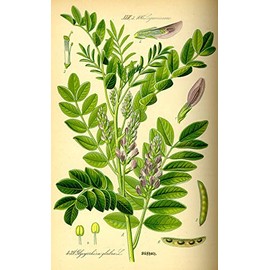 Chinese Licorice Extract 5:1-100 Grams