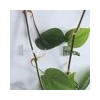 Plant Climbing Wall Fixture Clips – Self Adhesive Plant Vine