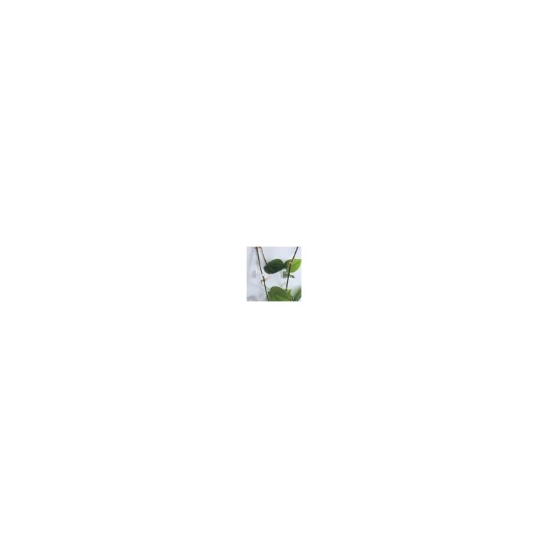Plant Climbing Wall Fixture Clips – Self Adhesive Plant Vine