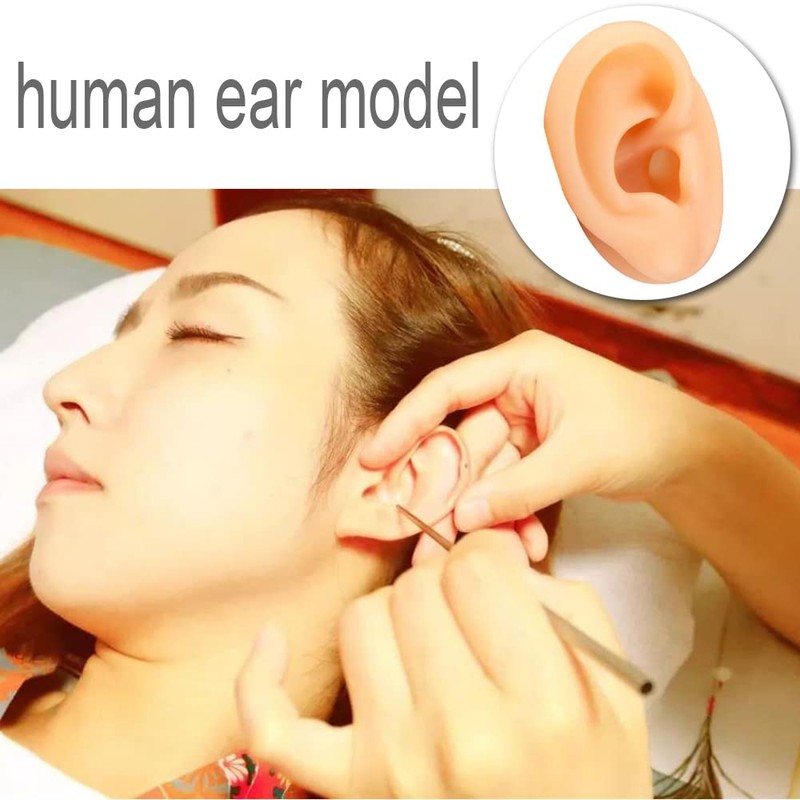 Human Ear Model Simulation Artificial Human Left Ear Silicone Ear